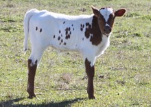 Fancy Commandment bull calf