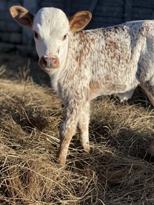 Alliance Rebel First Calf