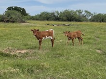 JTC Iron Avery heifer