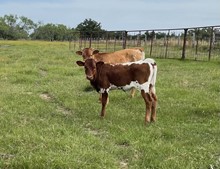 CVL Commanding Senorita heifer calf