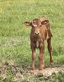 SHR Jaxson Miss Avery heifer