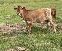 CVL Hershey Kiss Heifer