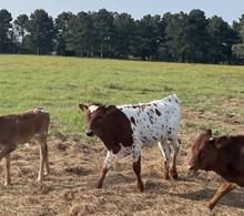CVL Sittin in WOnderland Heifer