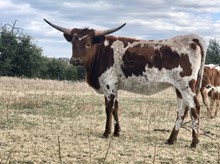 Tejas Tactical/Rio Ladybug heifer19