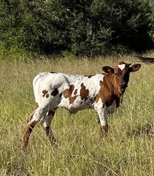 SHR Riley's Lucky penny bull