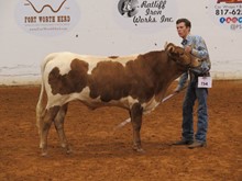 CVL JSC Rodeo Prince