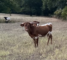 CVL Commanding Senorita heifer calf