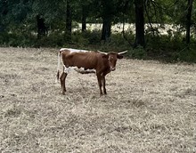 JTC Iron Avery heifer