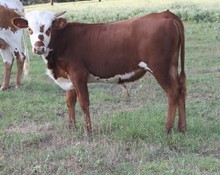 SHR JAXSON'S MISS AVERY bull