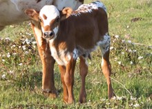 SHR JAXSON'S MISS AVERY bull calf