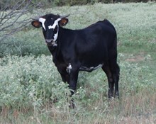 Riley Lucky penny heifer calf