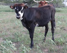 Rustic Seasons bull calf (You CAN NAME him)