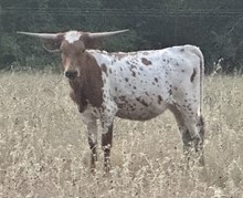 CVL Sittin in WOnderland Heifer